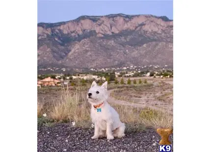 West Highland White Terrier