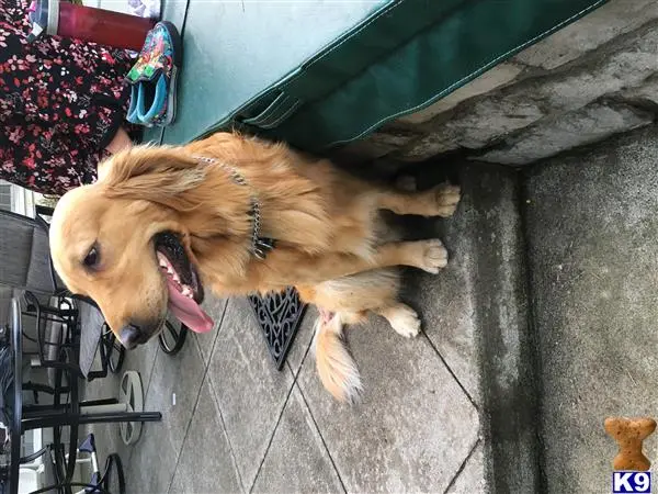 Golden Retriever stud dog