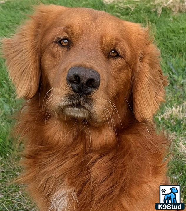 a brown golden retriever dog with a white nose