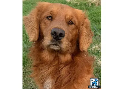 a brown golden retriever dog with a white nose