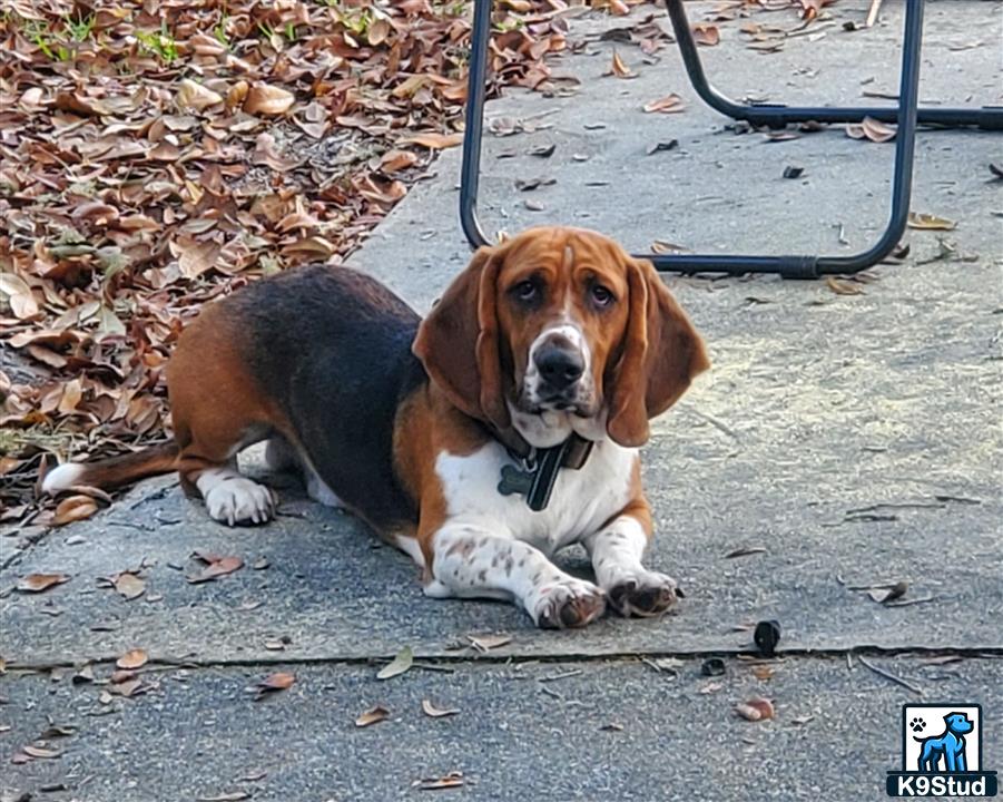 a basset hound dog lying on the ground
