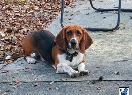 a basset hound dog lying on the ground