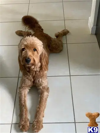 Goldendoodles