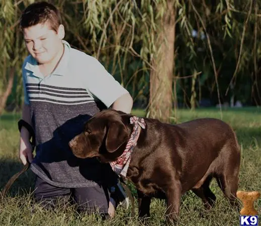 Labrador Retriever stud dog