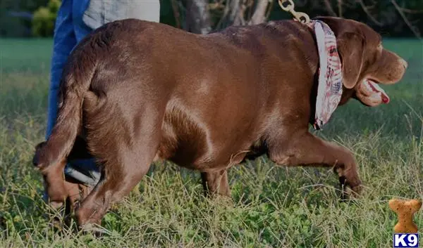 Labrador Retriever dog