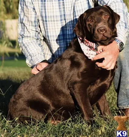 Labrador Retriever dog