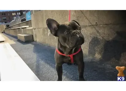 French Bulldog