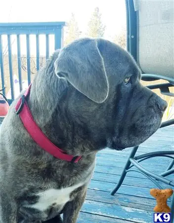 Cane Corso stud dog