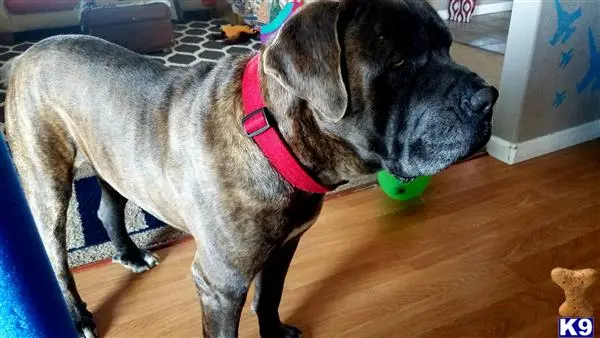 Cane Corso stud dog