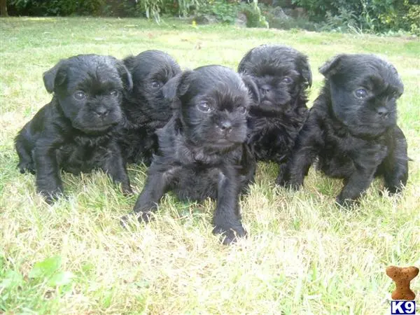 Affenpinscher puppy for sale