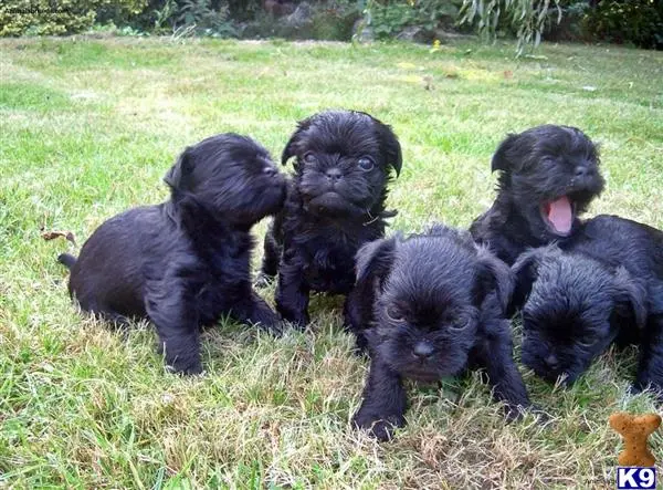 Affenpinscher puppy for sale