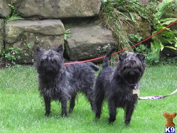 Affenpinscher puppy for sale