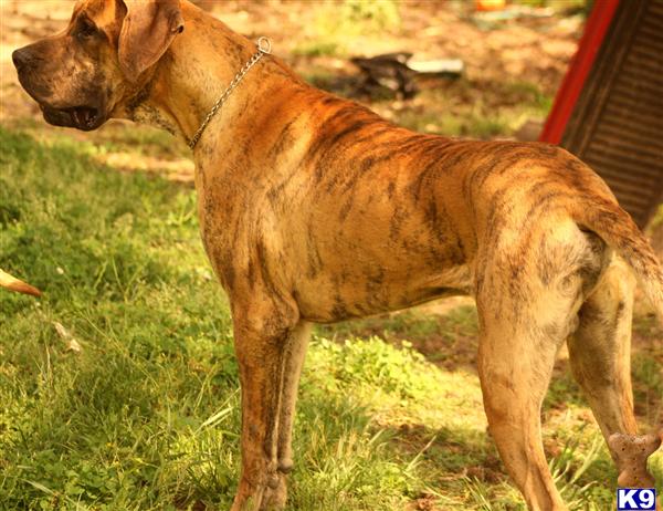 Great Dane stud dog