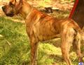 Great Dane stud dog: Brindle Great Dane standing in a grassy outdoor setting