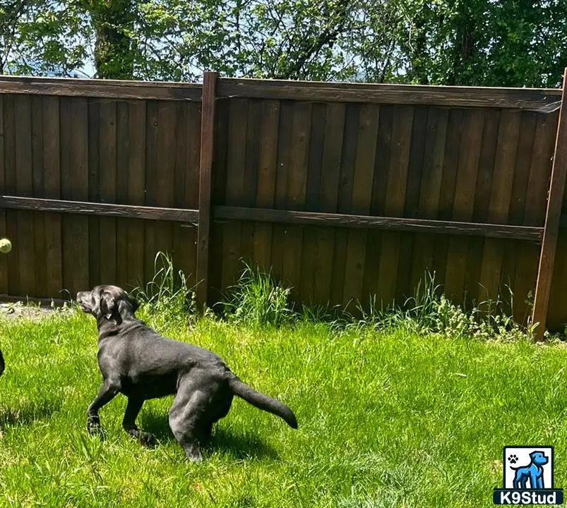 Labrador Retriever female dog
