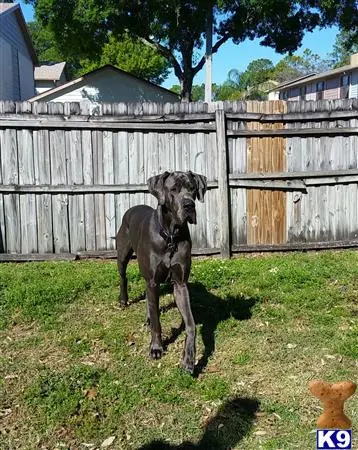 Great Dane stud dog