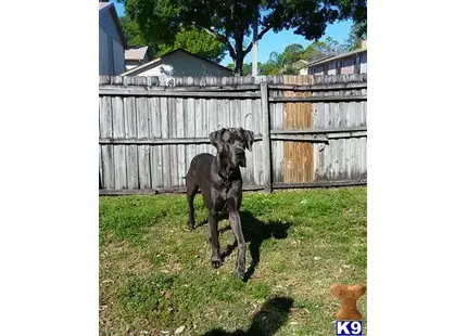 Great Dane