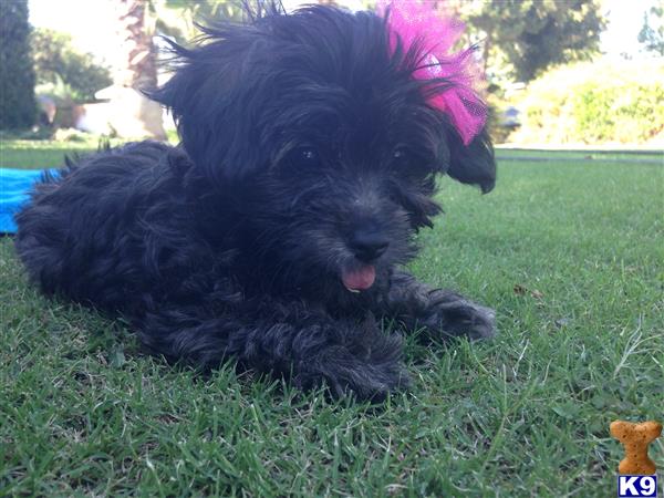 maltipoo puppy posted by hernandezrom