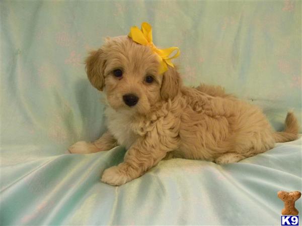 Maltipoo Puppy for Sale Golden Brown male