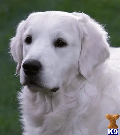 Golden Retriever stud dog: a white golden retriever dog with a yellow toy in its mouth