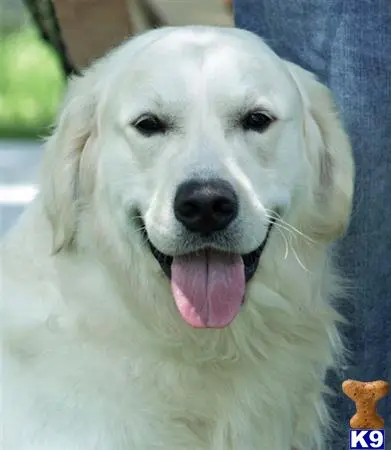 Golden Retriever stud dog: a white golden retriever dog with its tongue out