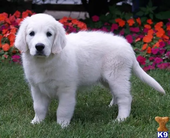 Golden Retriever stud dog: a white golden retriever puppy standing in a field of flowers