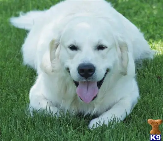 Golden Retriever stud dog: a white golden retriever dog with its tongue out