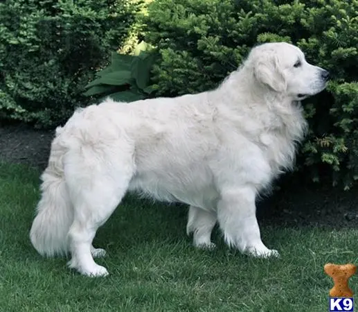 Golden Retriever stud dog: a white golden retriever dog standing on grass