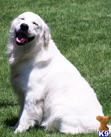 Golden Retriever stud dog: a white golden retriever dog lying on grass