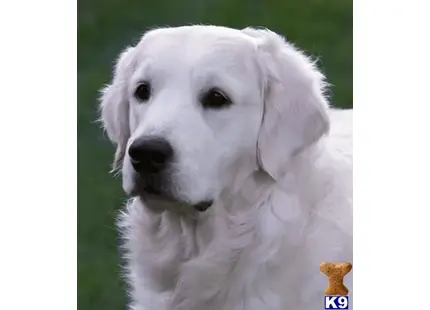 Golden Retriever stud dog: a white golden retriever dog with a yellow toy in its mouth