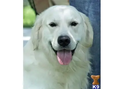 Golden Retriever stud dog: a white golden retriever dog with its tongue out