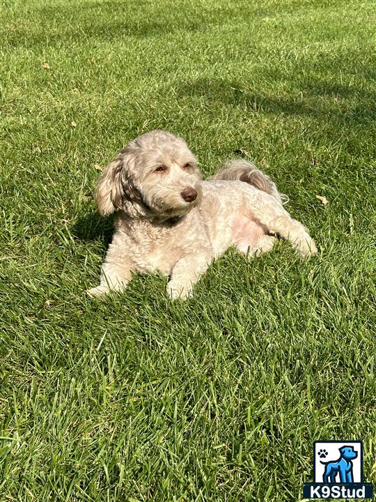 a havanese dog lying in the grass