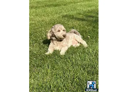 a havanese dog lying in the grass
