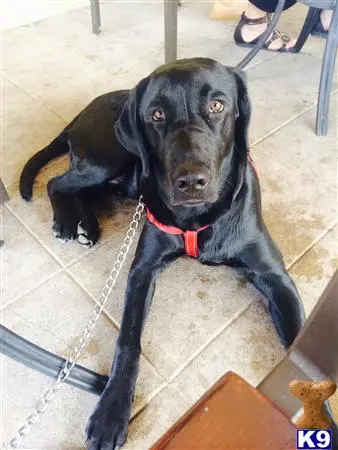 Labrador Retriever stud dog