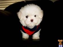 maltese puppy posted by hevenpuppieshome22