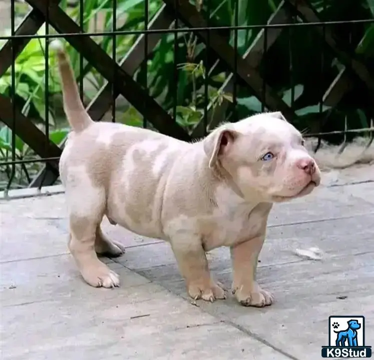 American Bully puppy for sale: a small white american bully puppy