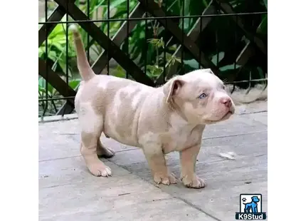 American Bully puppy for sale: a small white american bully puppy