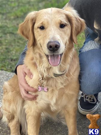 Golden Retriever female dog
