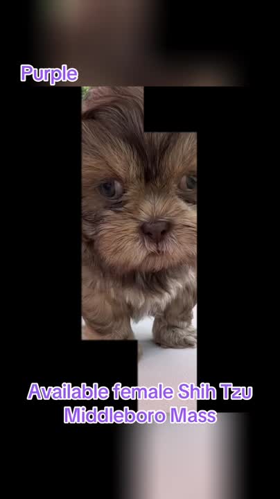 Shih Tzu puppy for sale: Error: Operation returned an invalid status code BadRequest<br/>Stack Trace:    at Microsoft.Azure.CognitiveServices.Vision.ComputerVision.ComputerVisionClient.<DescribeImageInStreamWithHttpMessagesAsync>d__41.MoveNext()
--- End of stack trace from previous location where exception was thrown ---
   at System.Runtime.ExceptionServices.ExceptionDispatchInfo.Throw()
   at System.Runtime.CompilerServices.TaskAwaiter.HandleNonSuccessAndD