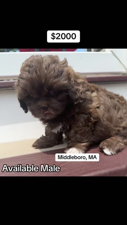 Shih Tzu puppy for sale: Error: Operation returned an invalid status code BadRequest<br/>Stack Trace:    at Microsoft.Azure.CognitiveServices.Vision.ComputerVision.ComputerVisionClient.<DescribeImageInStreamWithHttpMessagesAsync>d__41.MoveNext()
--- End of stack trace from previous location where exception was thrown ---
   at System.Runtime.ExceptionServices.ExceptionDispatchInfo.Throw()
   at System.Runtime.CompilerServices.TaskAwaiter.HandleNonSuccessAndD