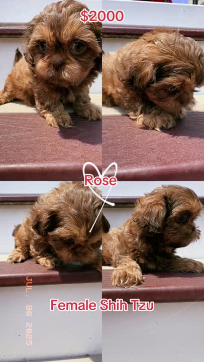 Shih Tzu puppy for sale: Error: Operation returned an invalid status code BadRequest<br/>Stack Trace:    at Microsoft.Azure.CognitiveServices.Vision.ComputerVision.ComputerVisionClient.<DescribeImageInStreamWithHttpMessagesAsync>d__41.MoveNext()
--- End of stack trace from previous location where exception was thrown ---
   at System.Runtime.ExceptionServices.ExceptionDispatchInfo.Throw()
   at System.Runtime.CompilerServices.TaskAwaiter.HandleNonSuccessAndD