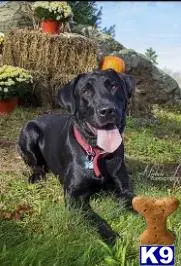 Labrador Retriever stud dog