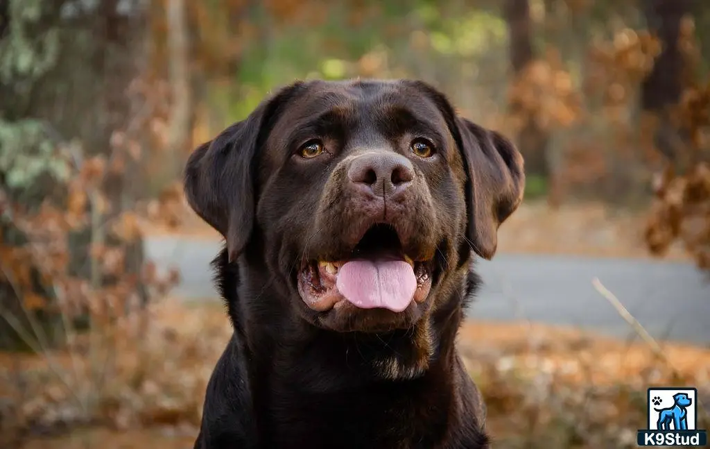 Labrador Retriever stud dog