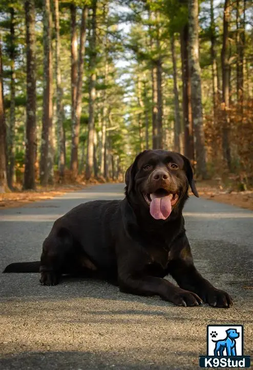 Labrador Retriever stud dog