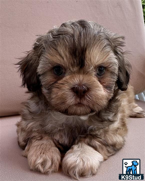 a small shih tzu dog on a couch