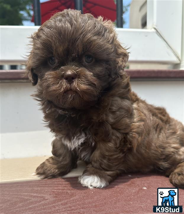 a shih tzu dog sitting on a red surface
