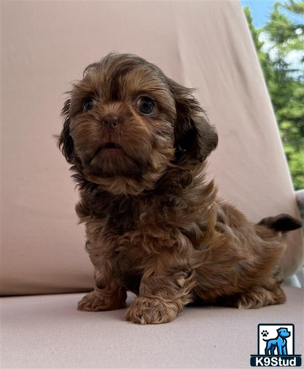 a shih tzu dog sitting on a table