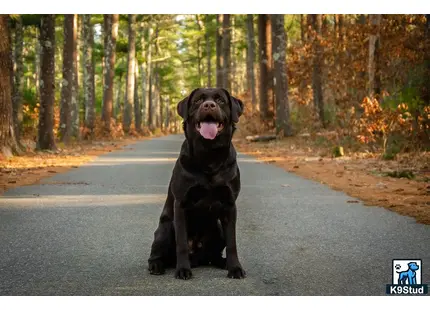 Labrador Retriever