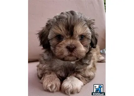 a small shih tzu dog on a couch