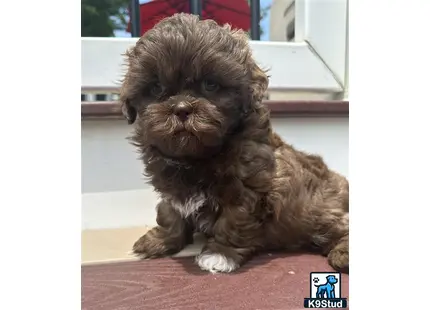 Shih Tzu